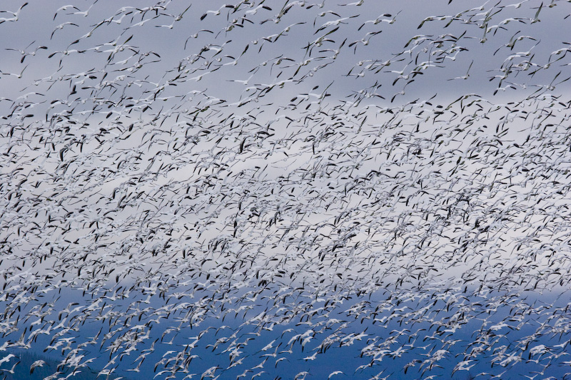 Snow Geese In Flight